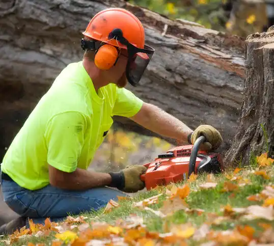 tree services Rockford